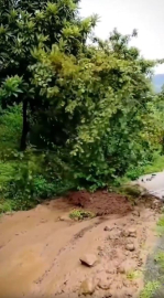 Heyelanla kökünden sökülen fındık ağacının sürüklenmesi kamerada