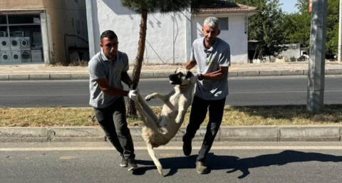 Silvan Belediyesi, sokak köpeklerinin toplandığını duyurdu; tepkiler üzerine paylaşım silindi