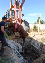 Foseptiğe düşen boğayı itfaiye ekipleri kurtardı