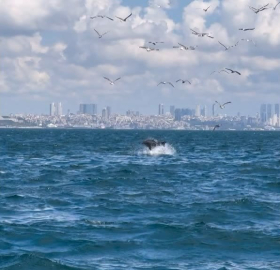 İstanbul - Marmara Denizi'nde yunusun 'Yavru öldürme' davranışı bilimsel makaleye konu oldu