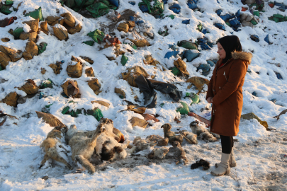 Yüksekova'da kül dökülen alanda 20 ölü köpek bulundu