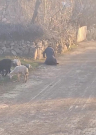 Tokat - Koyuna kötü muamelede bulunan şüpheli gözaltına alındı /Video eklendi