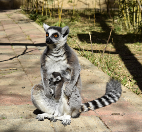 Antalya Doğal Yaşam Parkı'nda 3 lemur yavrusu dünyaya geldi /Video eklendi